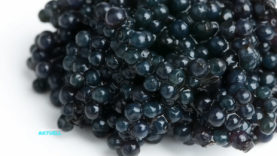 Alpenkaviar_Helmut_Schlader_Stoer