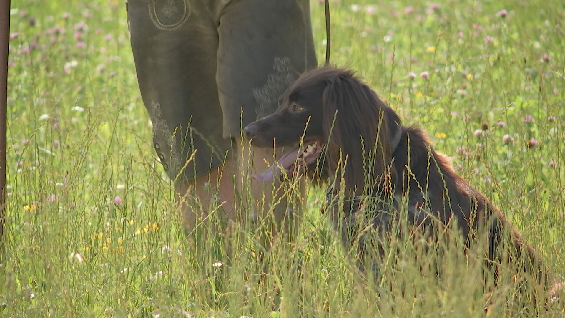 So wird ein Vierbeiner zum Jagdhund - LT1 - Oberösterreichs größter