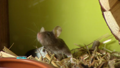 VKB_Viktor_Kaesebeisser_Tierpark_Walding