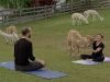 Alpaka_Yoga