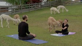 Alpaka_Yoga