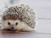 igel