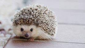 igel