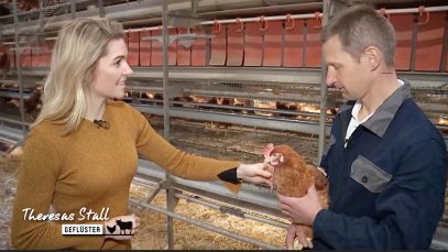 Stallgeflüster Eier