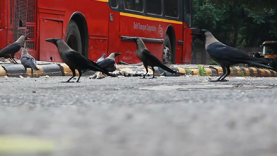 Wildvögel trennen Müll