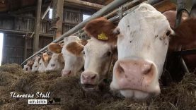 Stallgeflüster Göweil