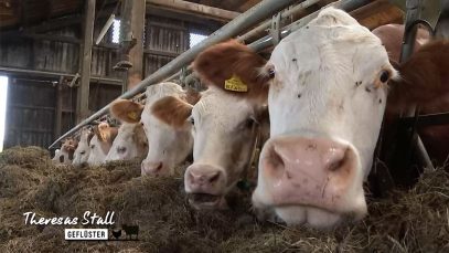 Stallgeflüster Göweil