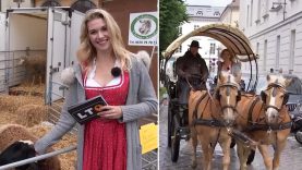 Erntedankfest Spezial