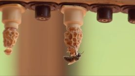 Stallgeflüster Imker