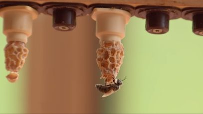 Stallgeflüster Imker