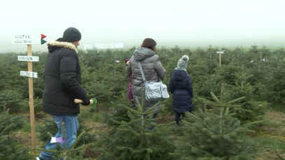 111 Christbaum Preise