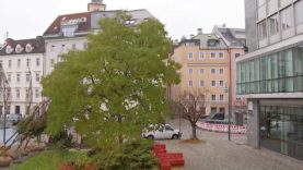 Schobesberger Bäume pflanzen