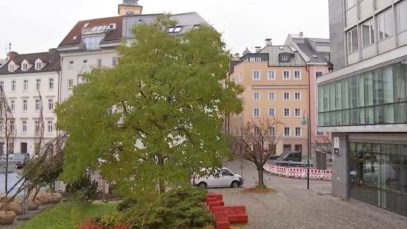 Schobesberger Bäume pflanzen