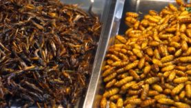 111 Frage der Woche Insekten