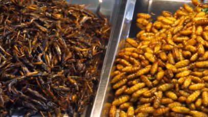 111 Frage der Woche Insekten