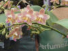 Dopetsberger Orchidee