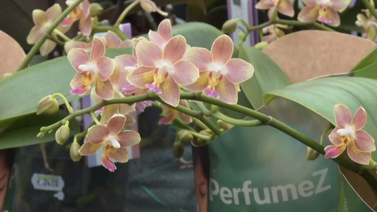 Orchidee riecht nach Zitrone  LT1  Obersterreichs grter Privatsender