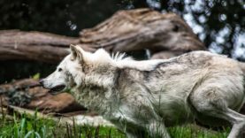 111 Wölfe Mühlviertel