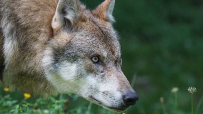 111 Wolf Gramastetten