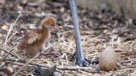 111 Mandschurenkranichbabys