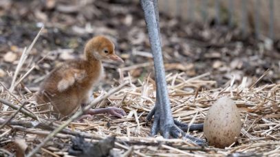 111 Mandschurenkranichbabys