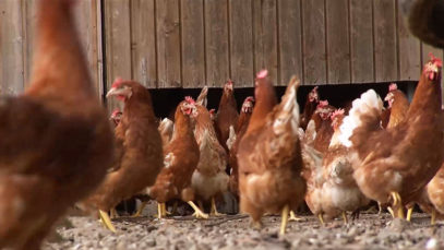 Landtag Stallpflicht