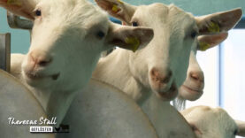 Stallgeflüster Ziegenstall