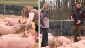 Theresa Stallgeflüster Schweine