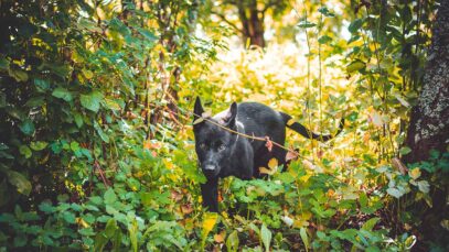 Fragen zur Jagd Folge 2