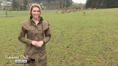 Stallgeflüster Wild