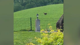 111 Gams Mühlviertel