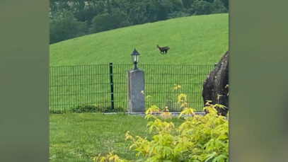 111 Gams Mühlviertel