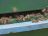 Bienenstock