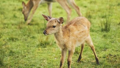 Fragen zur Jagd Kitzrettung