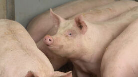 Pressereise Tierwohl