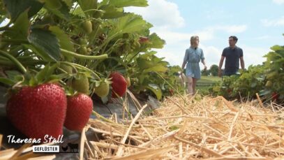 Stallgeflüster Erdbeeren