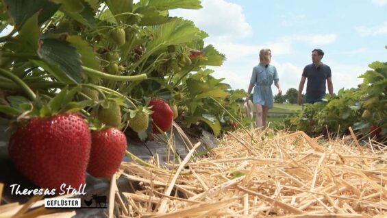 Stallgeflüster Erdbeeren