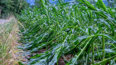 111 Unwetter Schaden