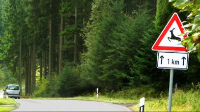 Frage zur Jagd Wildunfälle