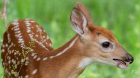 Fragen zur Jagd Kitz Herbst