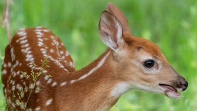 Fragen zur Jagd Kitz Herbst