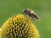 bienenwiese