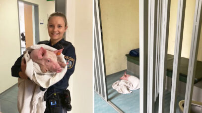 111 Schwein verhaftet