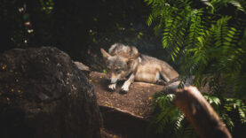 111 Wolf Abschuss Erlaubnis