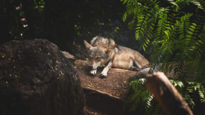 111 Wolf Abschuss Erlaubnis