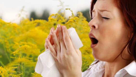 Ragweed