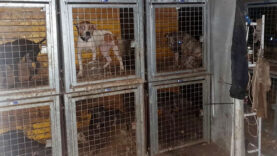 111 Tierquäler Ansfelden