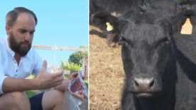 Mühlviertel Serie 1