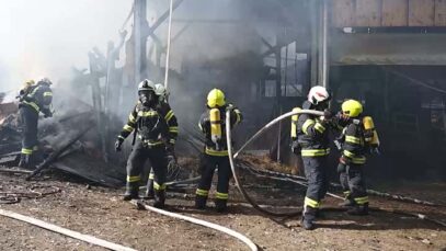 111 brand kühe