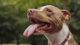 111 Elmo Hundeverbot